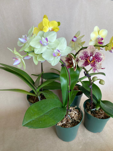 Assorted Mini Phalaenopsis Orchid